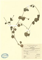 藏品(菁芳草)的圖片